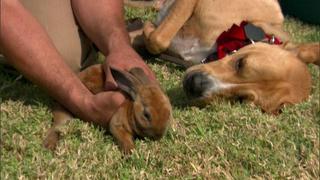 Cesar's Toughest Cases