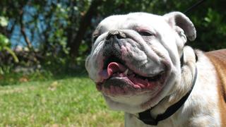 Pooch Potato Pooch Potato