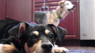 Home Alone Home Alone