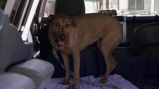 Triple Dog Trouble Triple Dog Trouble