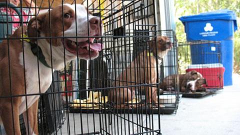 Beagle Mania