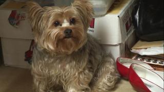 Holy Terror Holy Terror