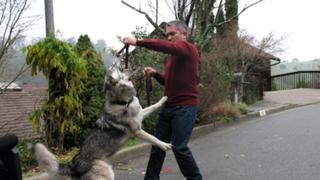 Dark Shadow Dark Shadow