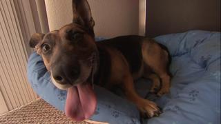 Blind Rage Blind Rage