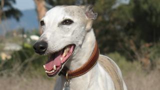 Whipped & Wild Whipped & Wild