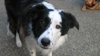 Collie Crisis Collie Crisis