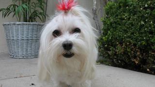 Canine 9-1-1, Part 2 Canine 9-1-1, Part 2