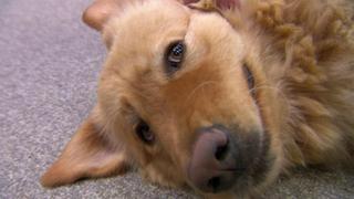 100th Episode Celebration 100th Episode Celebration