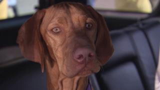 Curbed by Cars Curbed by Cars