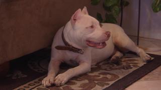 Hail Chihuahua Hail Chihuahua