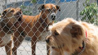 Terrible Tobi Terrible Tobi