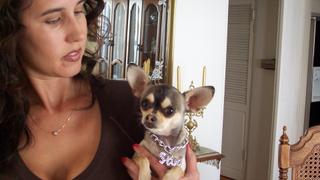 Chihuahuas From Hell Chihuahuas From Hell