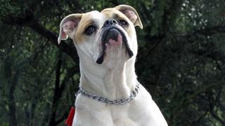 Bulldog on the Edge Bulldog on the Edge