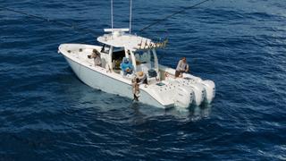 Shark Bait: Cobia vs. Kingfish Shark Bait: Cobia vs. Kingfish