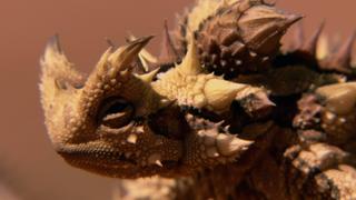 The Jurassic Forest The Jurassic Forest