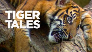 Tiger Tales