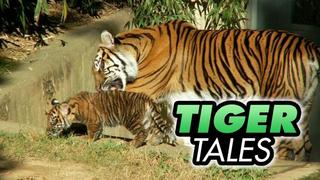 Tiger Tales