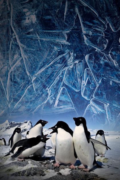 Living on Green Ice