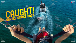 Caught! Sharks Strike Back