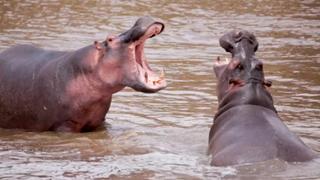 Cocaine Hippos Cocaine Hippos