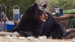 Drunk Bears Drunk Bears