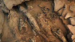 A Million Mummies A Million Mummies