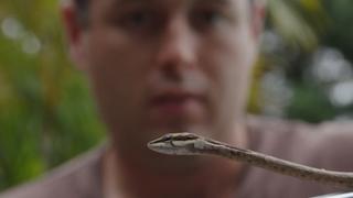 Pythons, House, & Vine Snakes