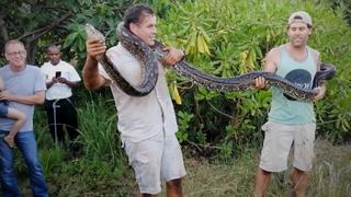 Mating Snakes Mating Snakes