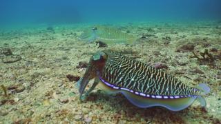 Mysterious Marine Creatures