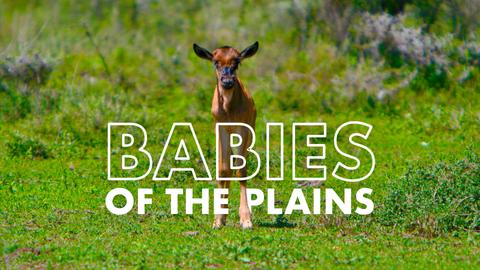 Babies of the plains
