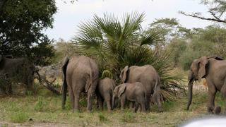 Babies of the plains