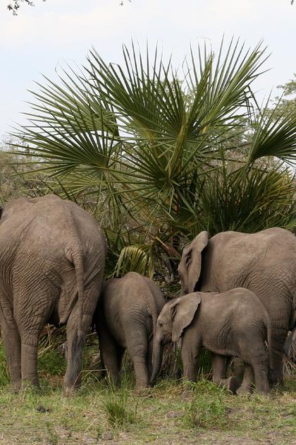 Babies of the plains
