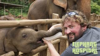 The Elephant Hospital