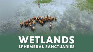 Wetlands: Ephemeral Sanctuaries