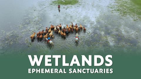 Wetlands: Ephemeral Sanctuaries