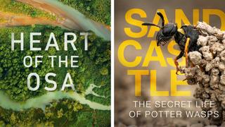 Heart of the Osa & Sandcastle: The Secret Life of Potter Wasps