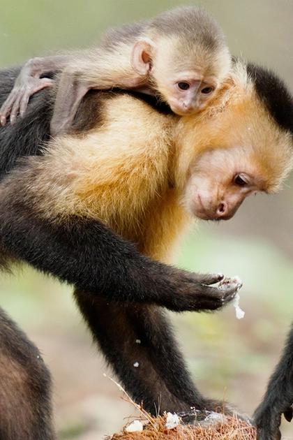 Heart of the Osa & Sandcastle: The Secret Life of Potter Wasps