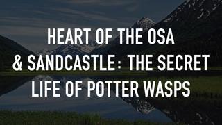 Heart of the Osa & Sandcastle: The Secret Life of Potter Wasps