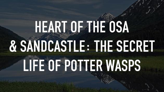 Heart of the Osa & Sandcastle: The Secret Life of Potter Wasps