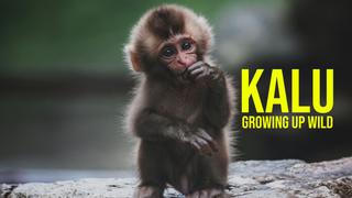 Kalu: Growing Up Wild