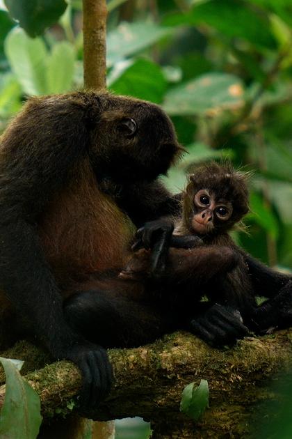 Kalu: Growing Up Wild