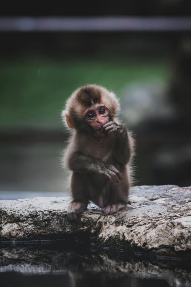 Kalu: Growing Up Wild