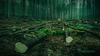 Charmin Wipes Out a Forest