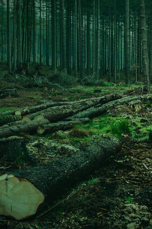 Charmin Wipes Out a Forest