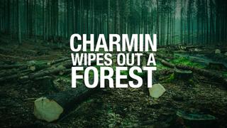  watch Charmin Wipes Out a Forest