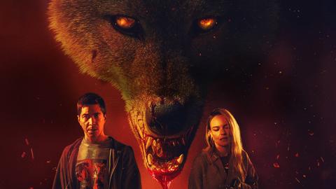 Coyotes
