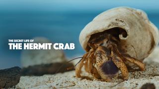 The Secret Life of the Hermit Crab