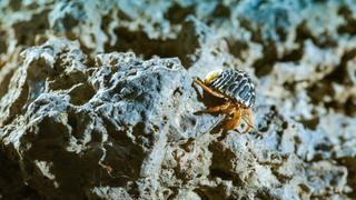 The Secret Life of the Hermit Crab