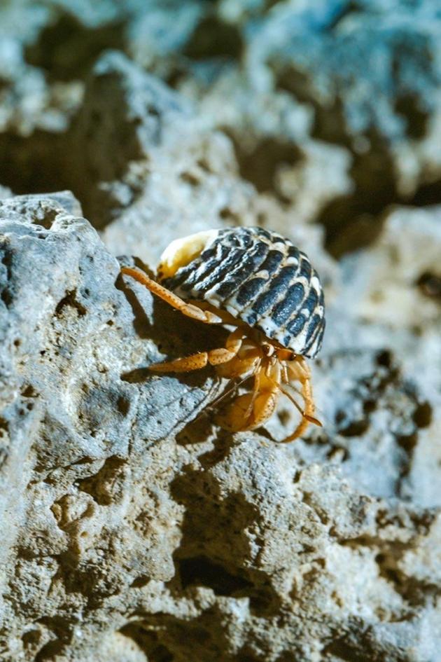 The Secret Life of the Hermit Crab