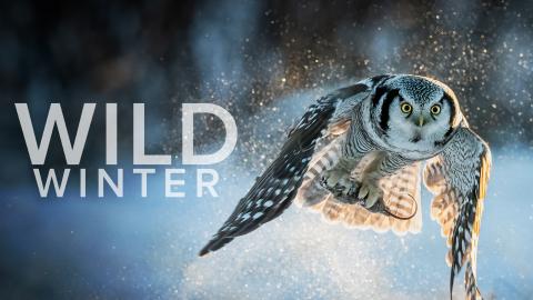 Wild Winter
